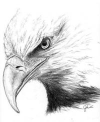 Hawk-Eagle's Photo